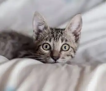 a cat picture